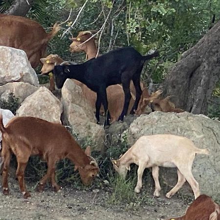 Cortijo Las Palmeras El Chorro Álora Zewnętrze zdjęcie