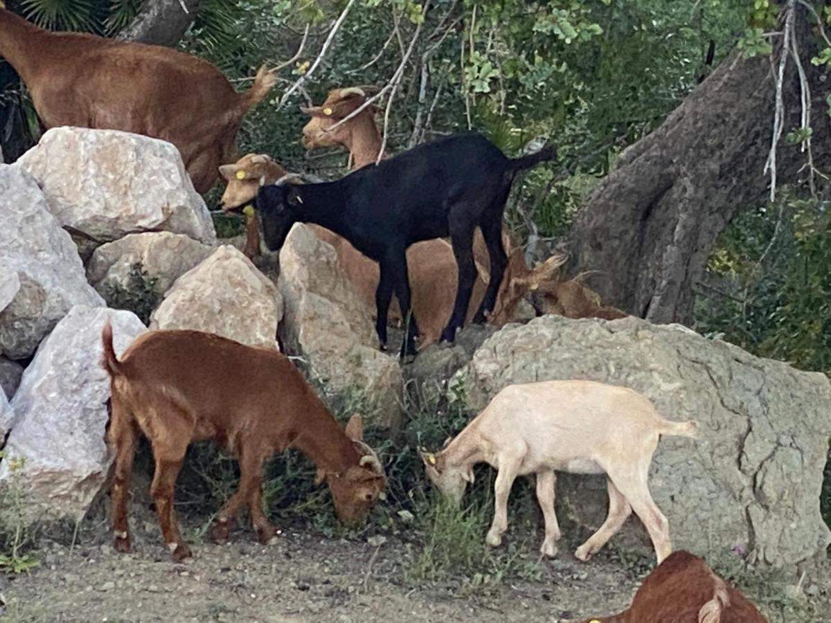 Cortijo Las Palmeras El Chorro Álora Zewnętrze zdjęcie
